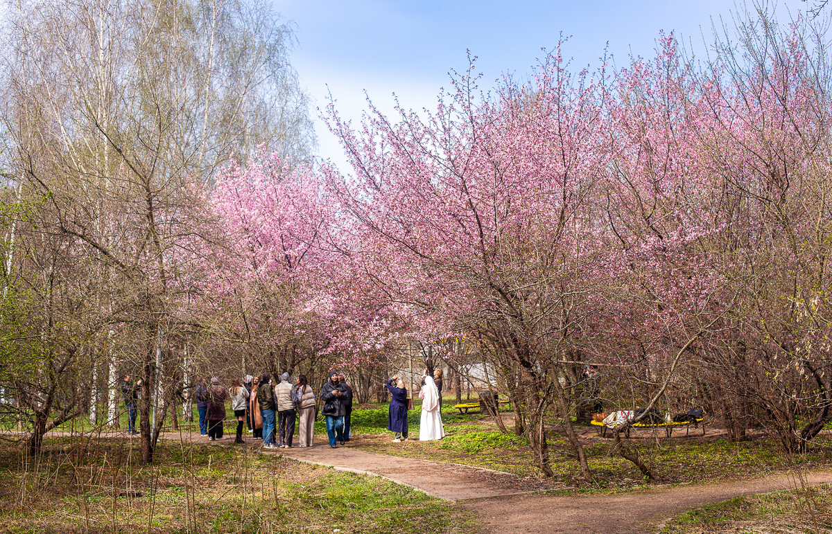 Цветущая сакура в исторической местности Каменная Плотина (природный заказник "Долина реки Сетунь", недалеко от Мосфильмовского пруда). Москва. Фото автора статьи