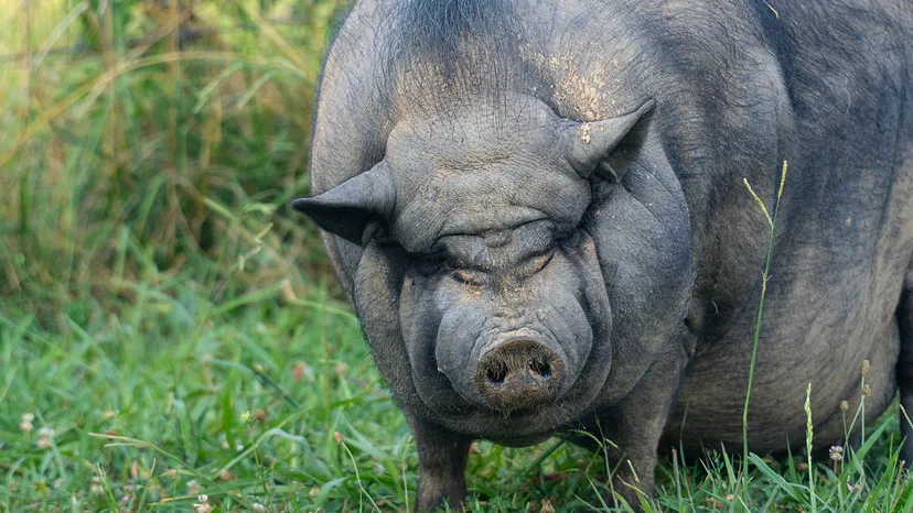 Точно hog, никак не pig
