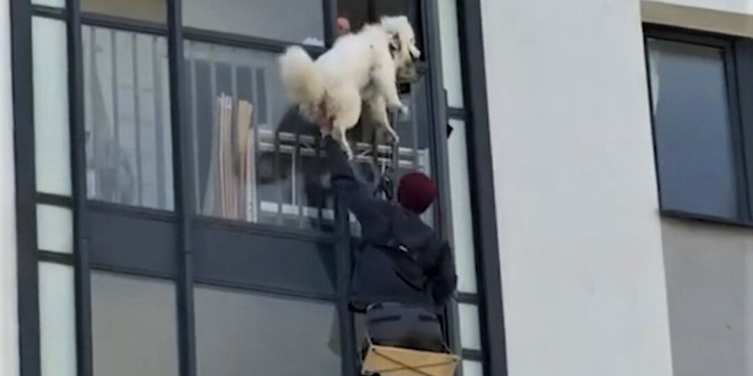 В Петербурге альпинист спас собаку, запертую без еды на балконе 8-го этажа