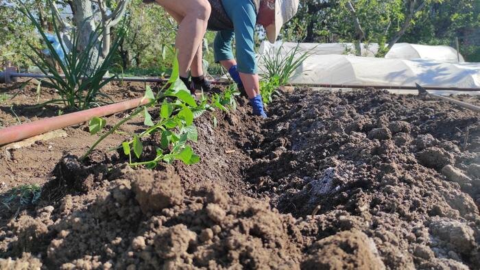 Полный гид по работе на даче в конце апреля 2026 года: посадки, лунный календарь, защита от заморозков. Фото © Shutterstock / FOTODOM / AnyanBeli