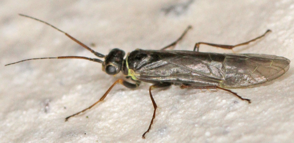 Вот это чудо — насекомое из семейства ксиелид. Она перепончатокрылая, но не оса, пчела или муравей. И это единственная не-оса, которая есть в этой статье!