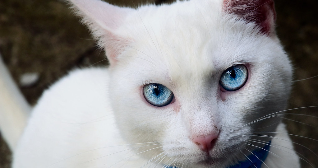 🐱 Как живут и выживают глухие кошки: тихий мир, полный смысла