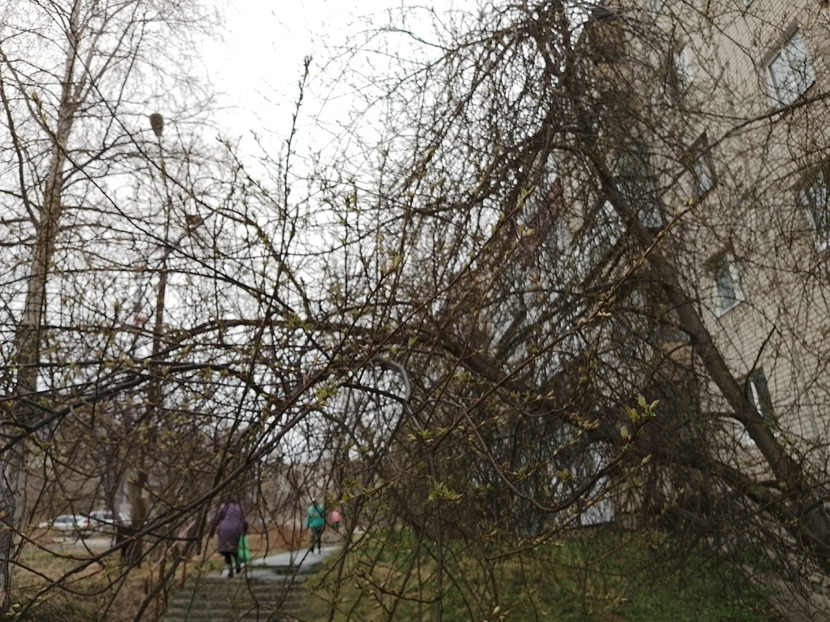 Холодное утро, а листочки все равно чувствуют весну, просыпаются