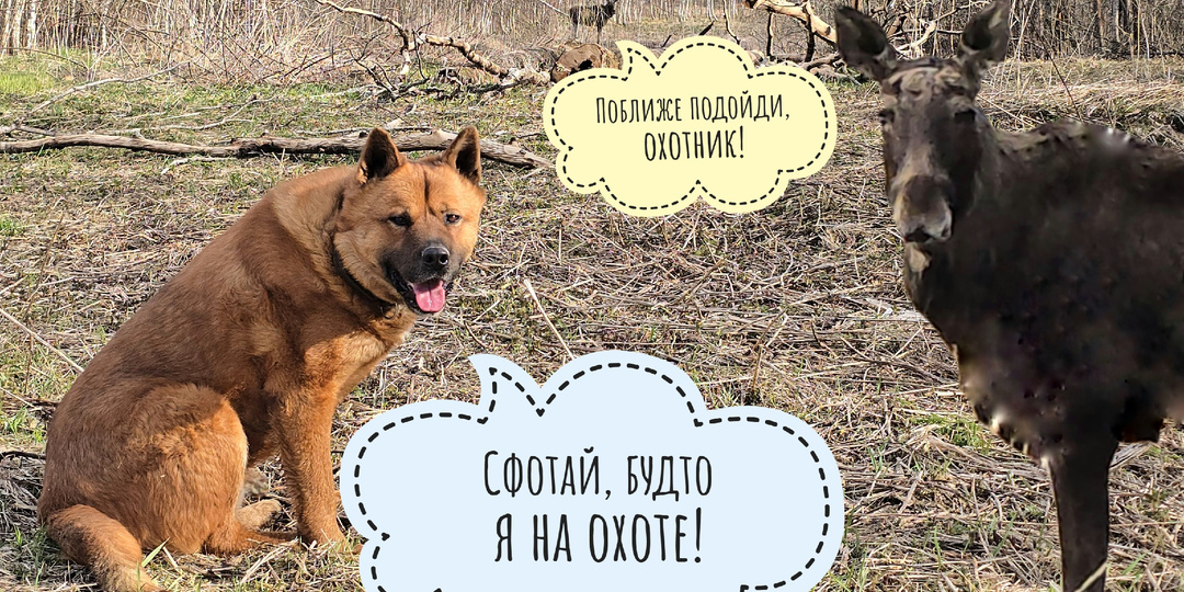 Лось хотел с нами постримить, но не успел на стрим! Не будем огорчать лося, покажем его всем!