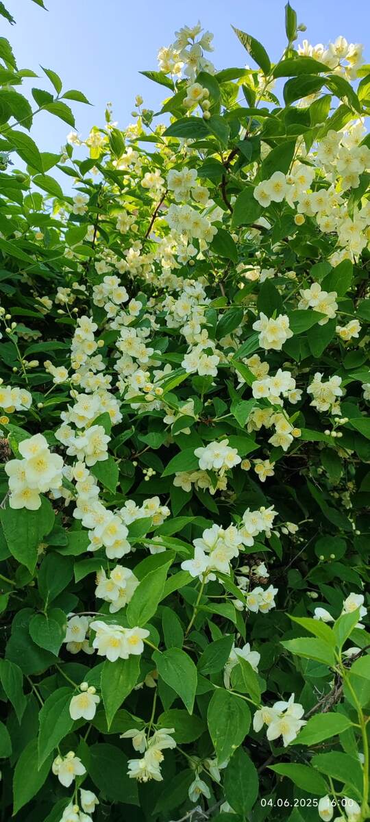 Чубушник цветёт