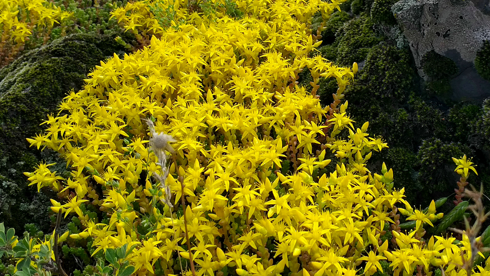 Очиток едкий (Sedum acre) — один из самых выносливых «агрессоров», быстро создающий плотный желто-зеленый ковер. 