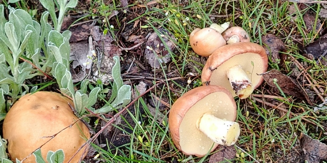 Грибные новости и одна сенсация от подписчиков + грибная кулинария. 20-22.04.26