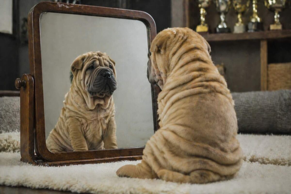 - Я красивый, но выбирать меня надо с умом