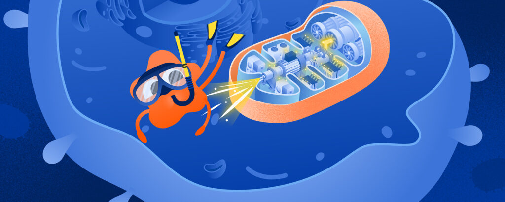 Экскурсия по «клеточной электростанции»: как митохондрии дают нам энергию и спасают от болезней