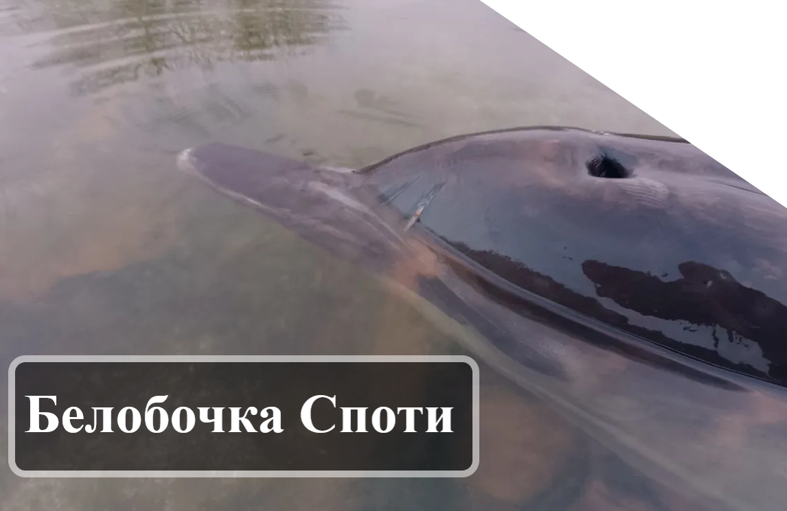 Дисклеймер: АНО "Лаборатория Афалина" предоставляет для авторов площадку для научно-популяризаторской деятельности в сфере интересов Организации с проверкой приведённой информации на достоверность. Позиция автора может не совпадать с позицией Организации. Организация не несёт ответственности за заявления автора, его мнение и субъективные взгляды