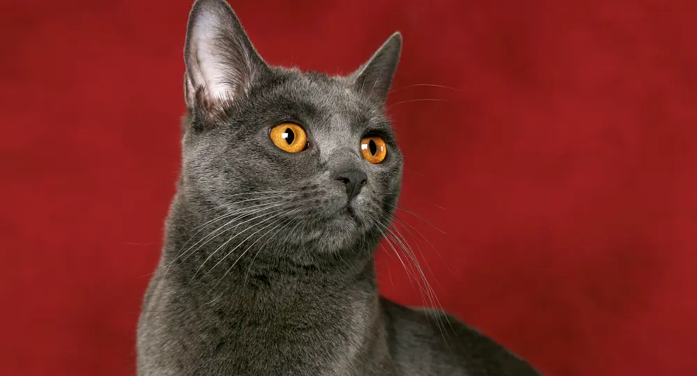 🐱 Правда ли, что характер кошки зависит от цвета её шерсти?