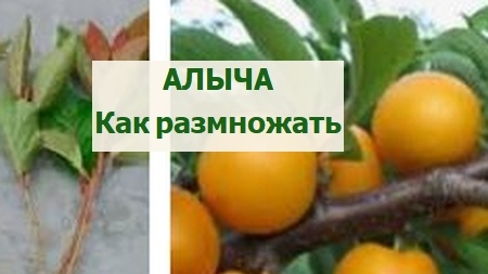 размножение алычи