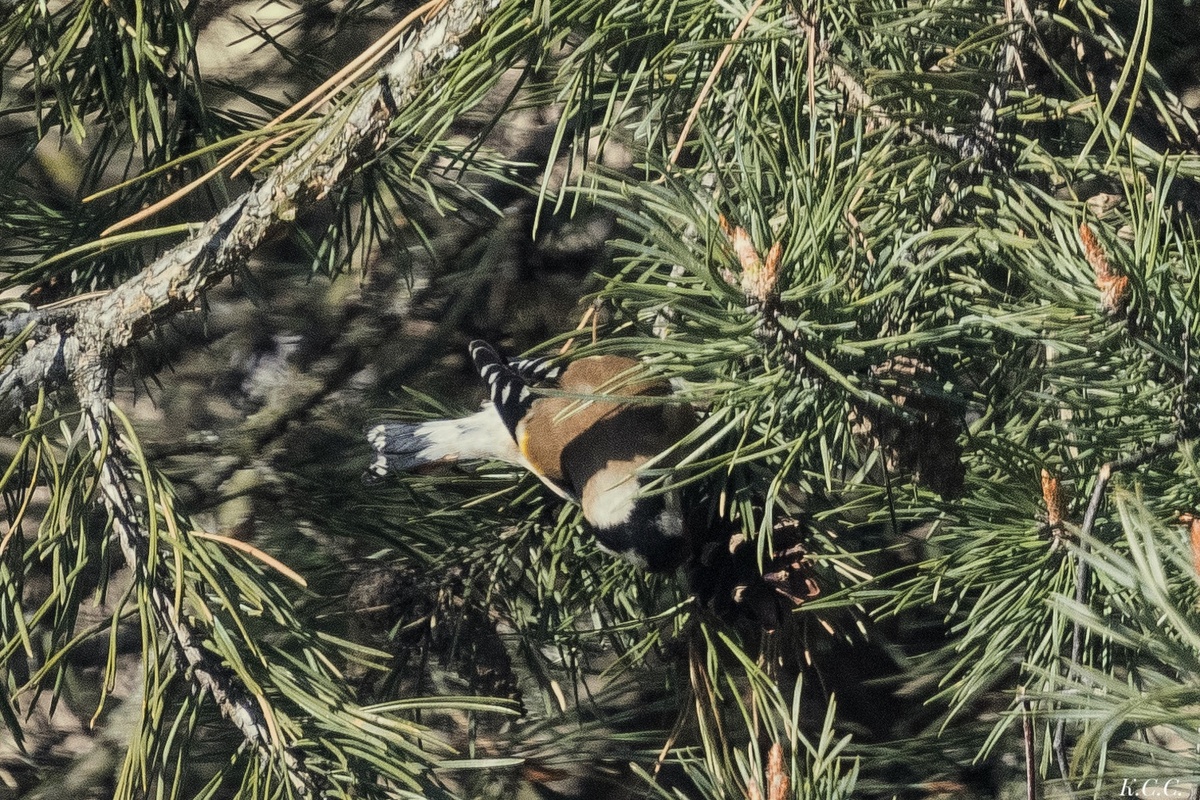 Щегол, фото автора 