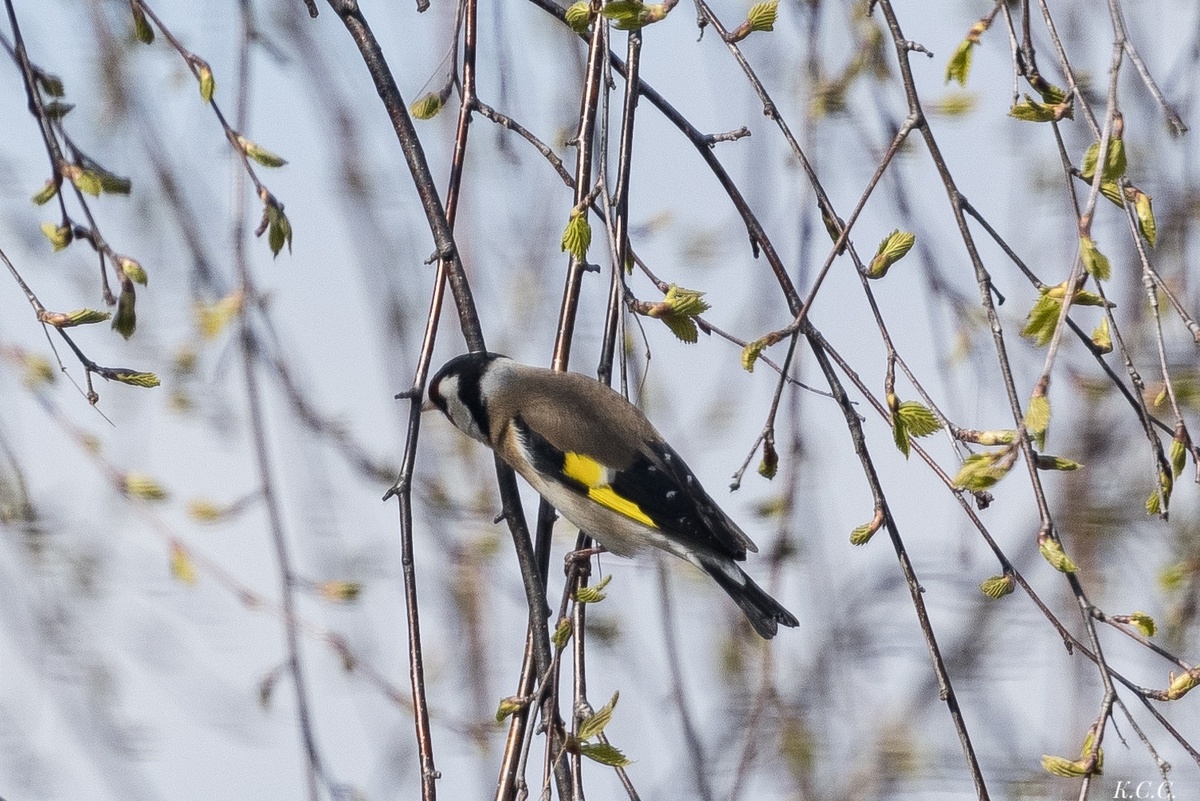 Щегол, фото автора