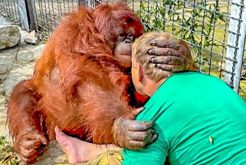    После загадочного исчезновения Даны зоозащитники начали строить догадки, что обезьяна умерла. Фото: Орангутанг Дана/соцсети