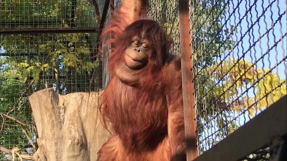    Орангутан Дана была, без преувеличения, главной любимицей посетителей «Тайгана». Фото: Орангутанг Дана/соцсети