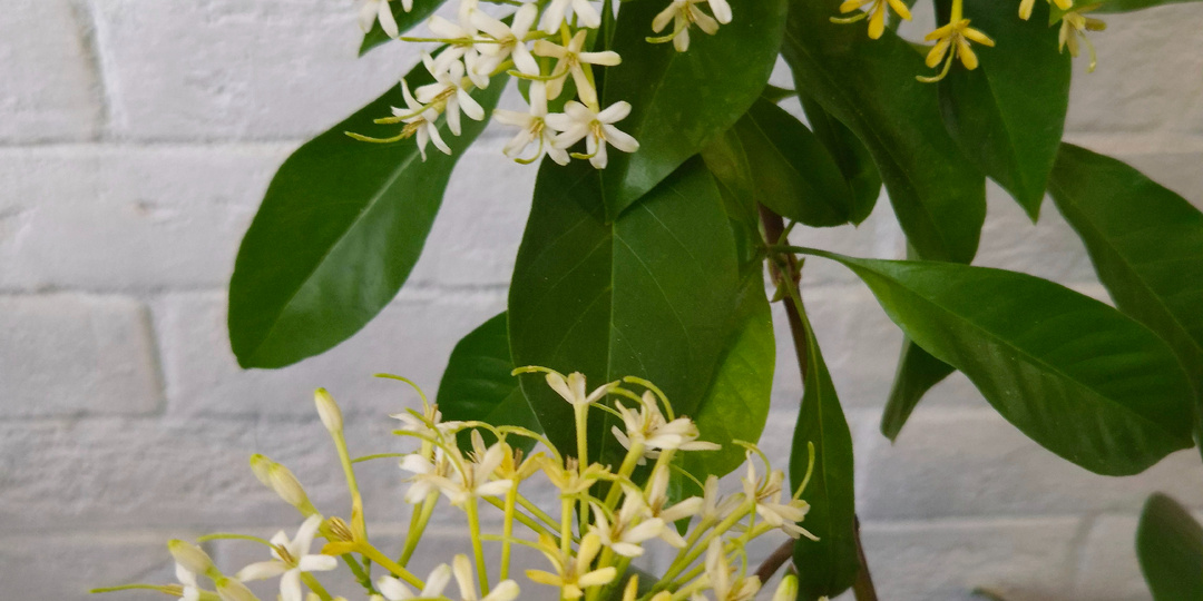 Таррена Уоллича(?) Лат: tarenna wallichii