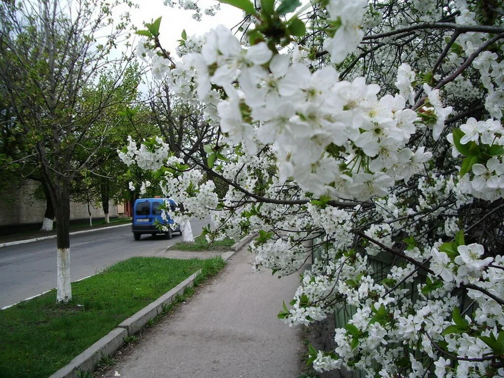 Яндекс. Картинки