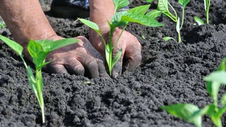 Кладу это в лунку при посадке Перца и он быстро идет в рост и не болеет. Как посадить перцы, что положить в лунку для богатого урожая