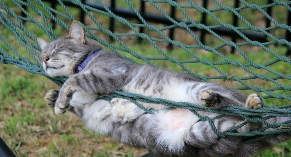 😾Исповедь кота: Как мы, городские коты, чувствуем себя на даче