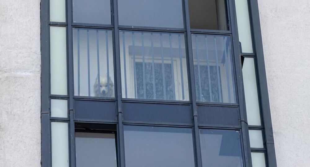 Россиянка на трое суток бросила самоеда на запертом балконе