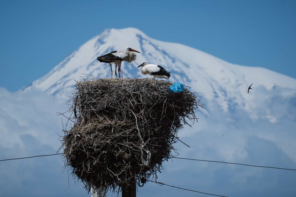 Относятся к птицам с уважением: в армянском языке слово «аист» значит «спутник Бога». Фото: Александр Патрин