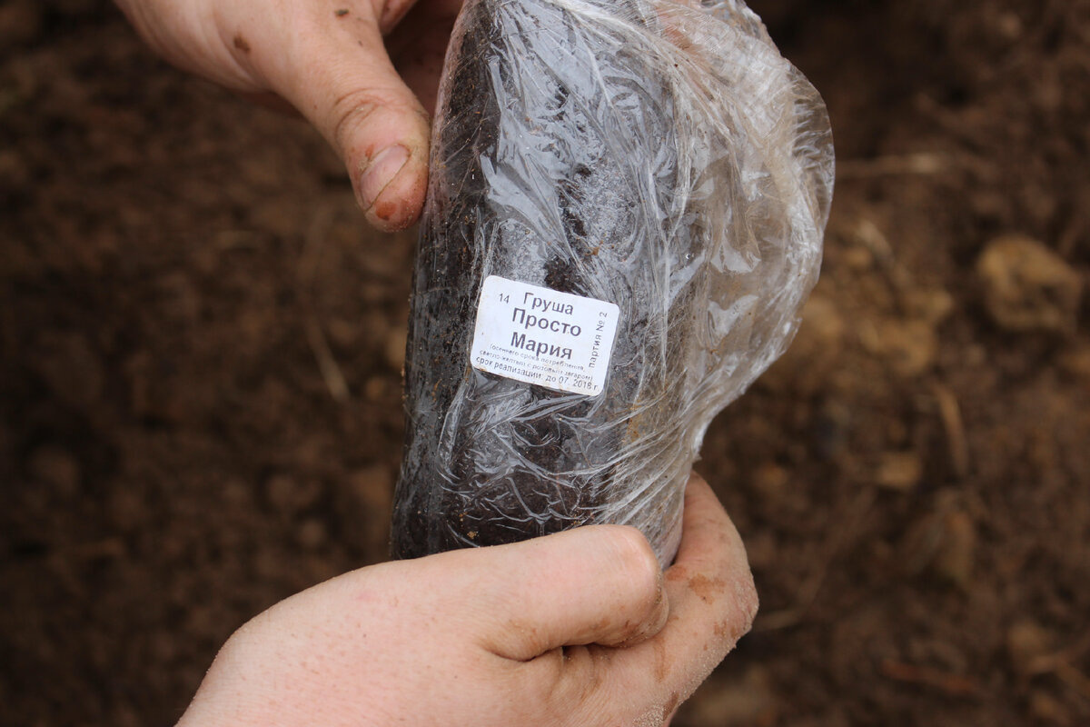 корневая система моего саженца