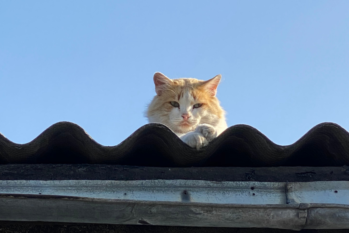 Кошка на крыше 