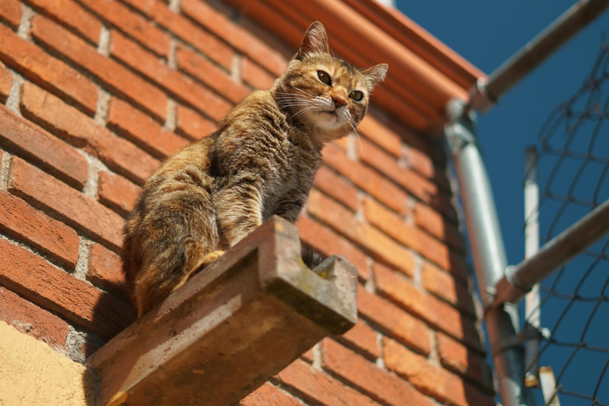 Правда ли, что кошки не боятся высоты 