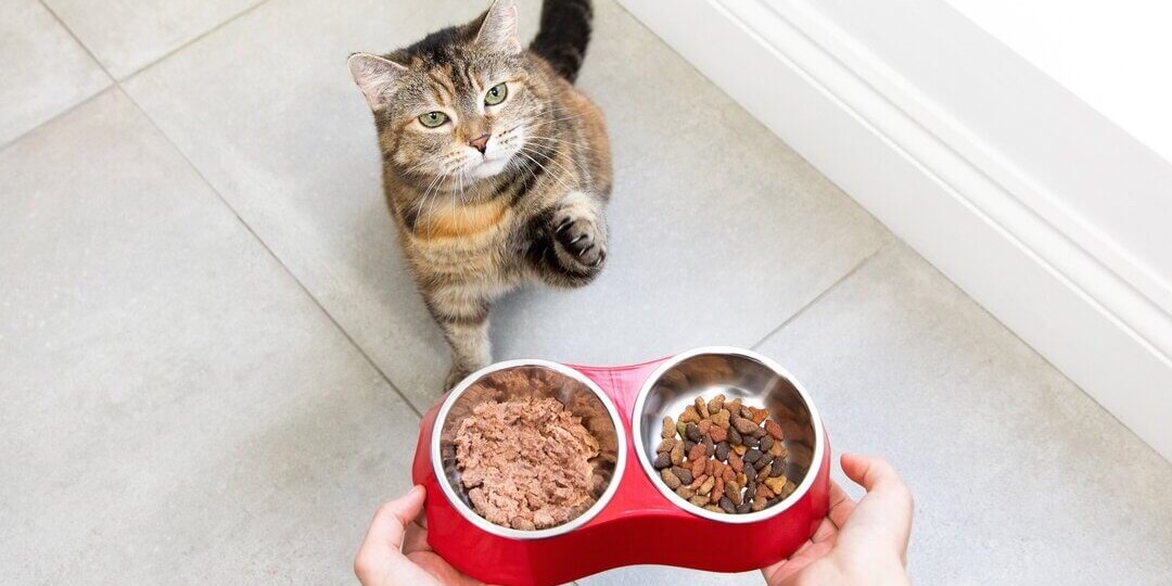 Чем кормить кошку или котенка: правда и мифы