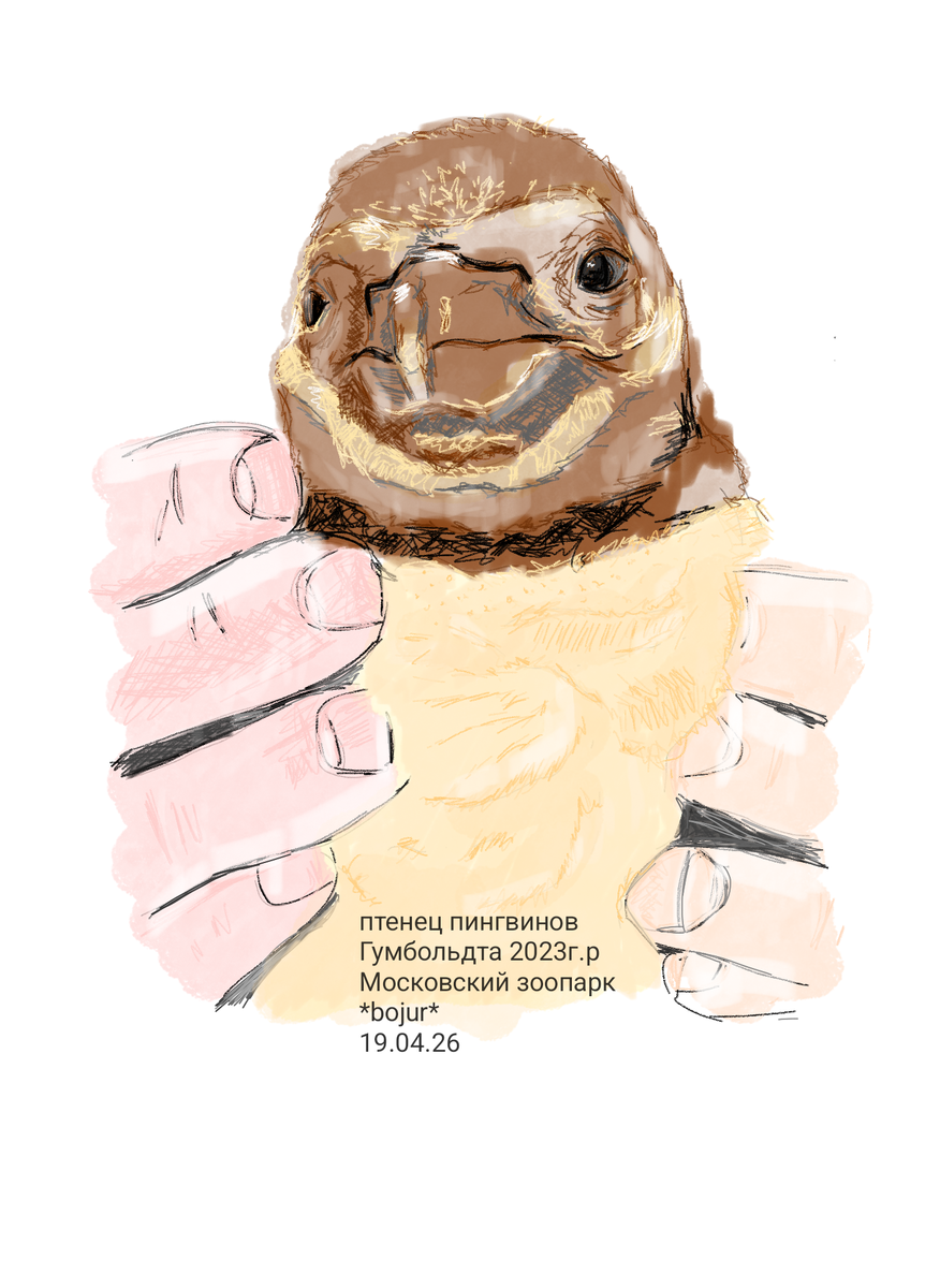 Птенец пары Нагайня (самец) и ТолстАя (самка). В зоопарке есть ещё одна крепкая пара, дающая потомство, Нокс (самец) и Умка (самка).