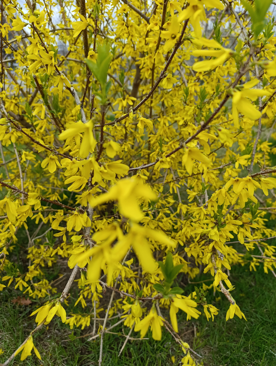 Куст форзиции, в городе их много. 