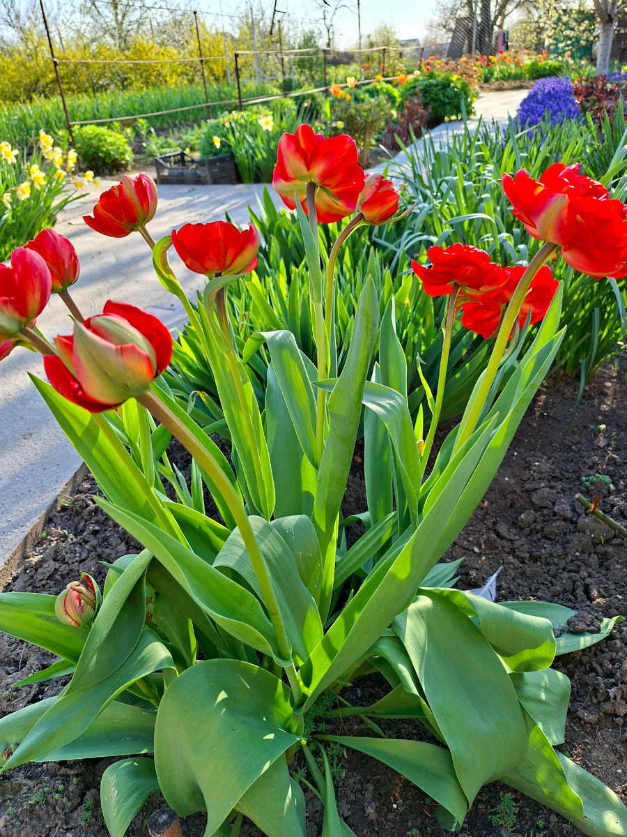 Крупные махровые тюльпаны в полуроспуске. Утро.