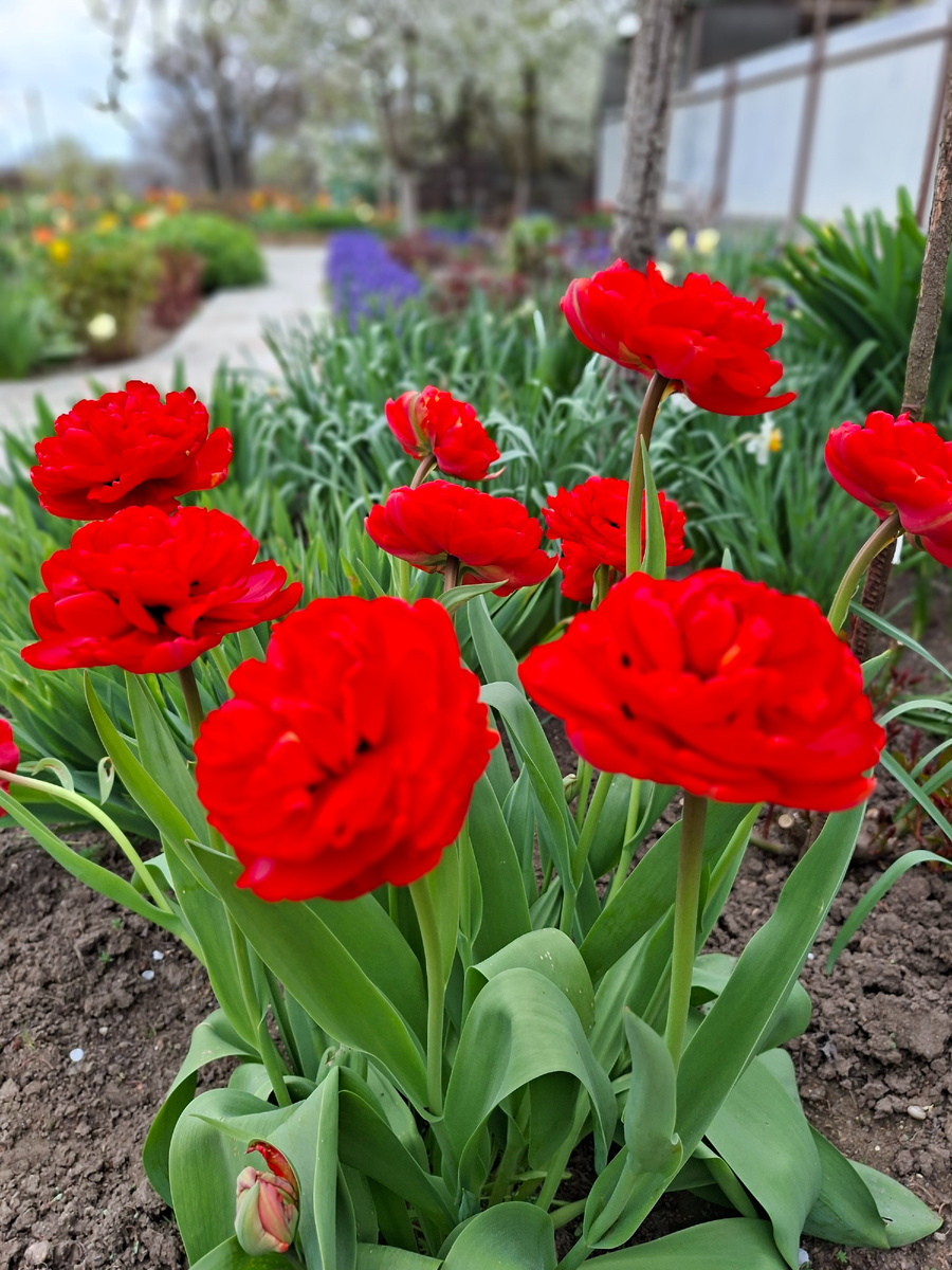 Эти же тюльпаны в полном раскрытии. День.