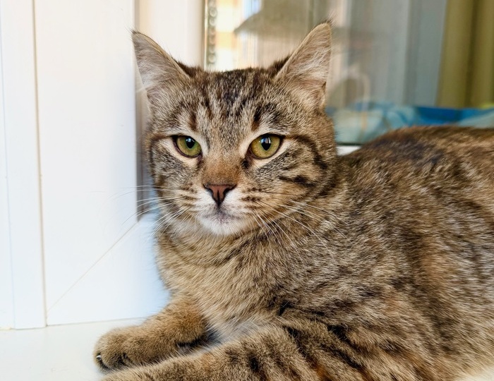 Котенок Плюша -полосатая девочка в добрые руки