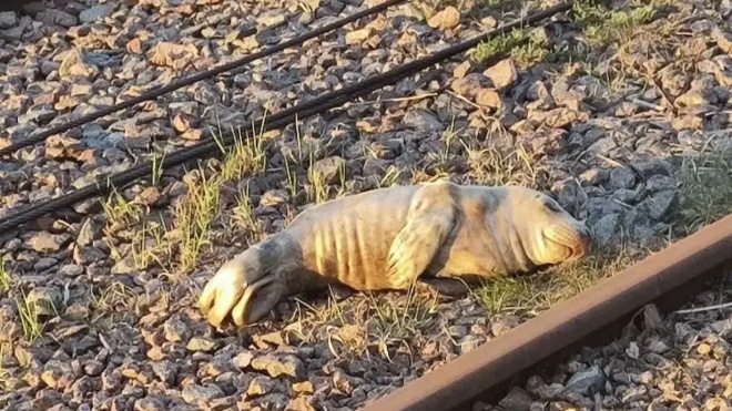 «Кожа да кости»: истощенного тюлененка спасли в Высоцке
