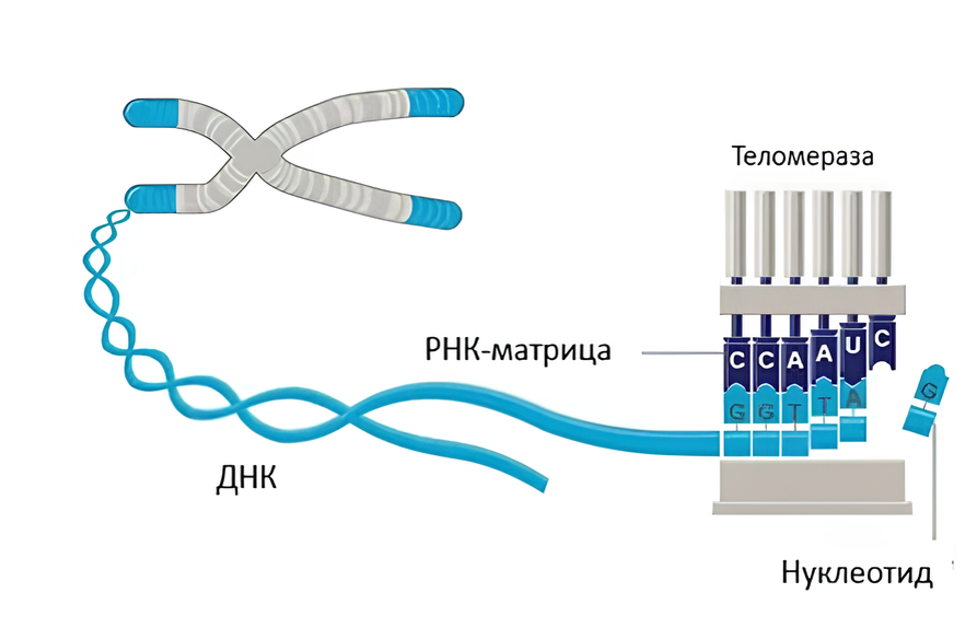    «Промомед»
