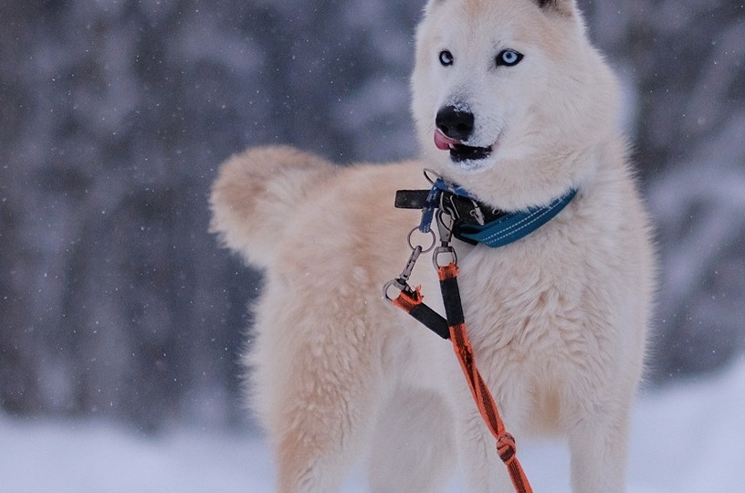 Хаски в приюте: от пластилиновой Алисы до котика Яна