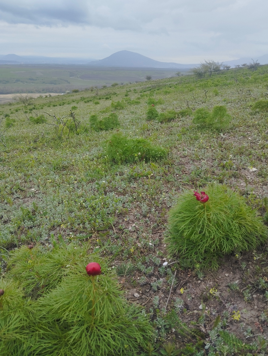 На Красную горку любовались красными цветами, на Радоницу - желтыми