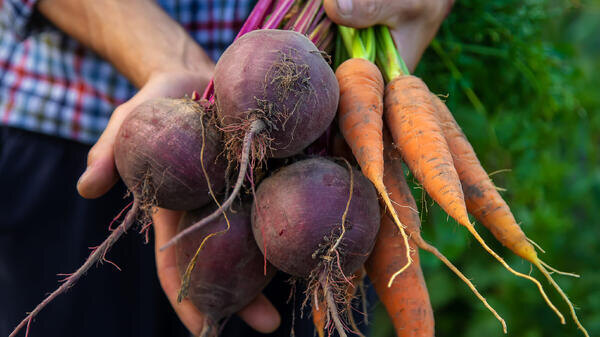 Без свежего навоза, но с замачиванием: как сажать корнеплоды в конце апреля — начале мая
