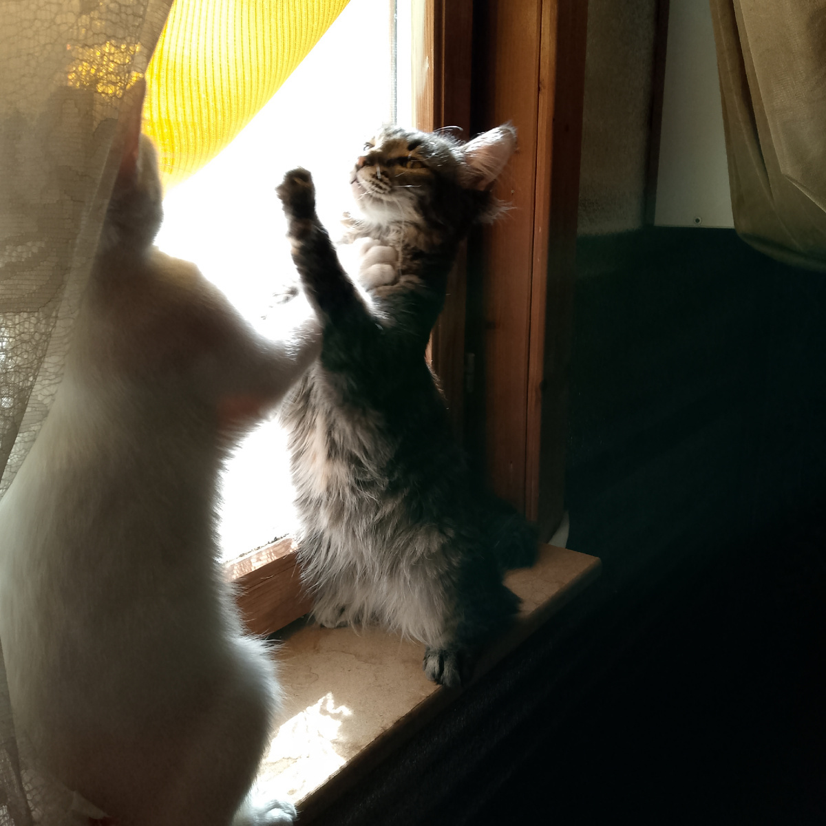 А вчера вообще почти весь день просидели смурно, даже внимания на еду не обратили толком! Вот как... Ума не приложу, что стряслось с ними, и к чему это?