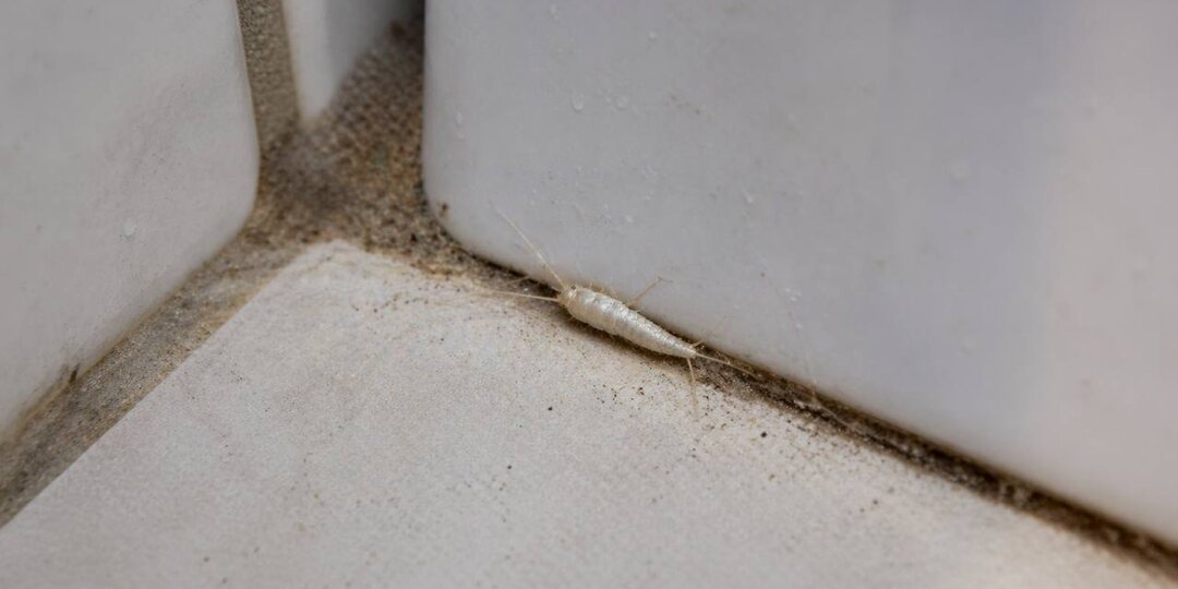 Мокрицы в квартире: почему они появляются и о какой проблеме молчит ваш дом