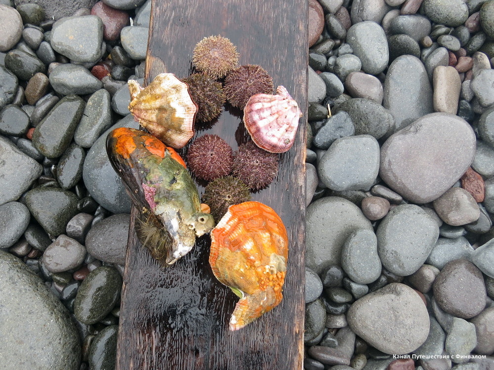 Дайверская коллекция . Листайте