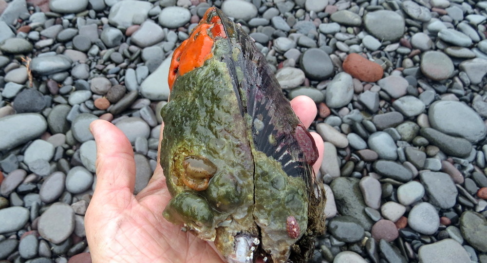 Живое морское печенье