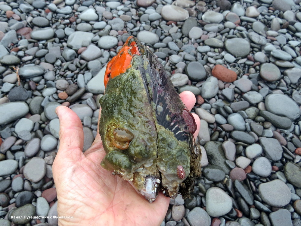 На гигантской мидии обосновался целый зоопарк: актинии, губки, морские жёлуди и даже хитон!