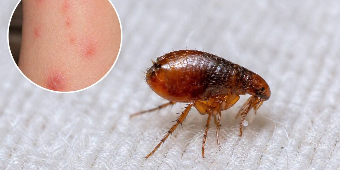 Блохи в квартире: откуда они берутся и почему кусают даже без животных
