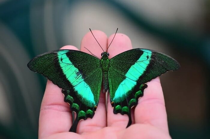 Парусник Палинур

Источник: https://basetop.ru/samye-krasivye-babochki-v-mire/