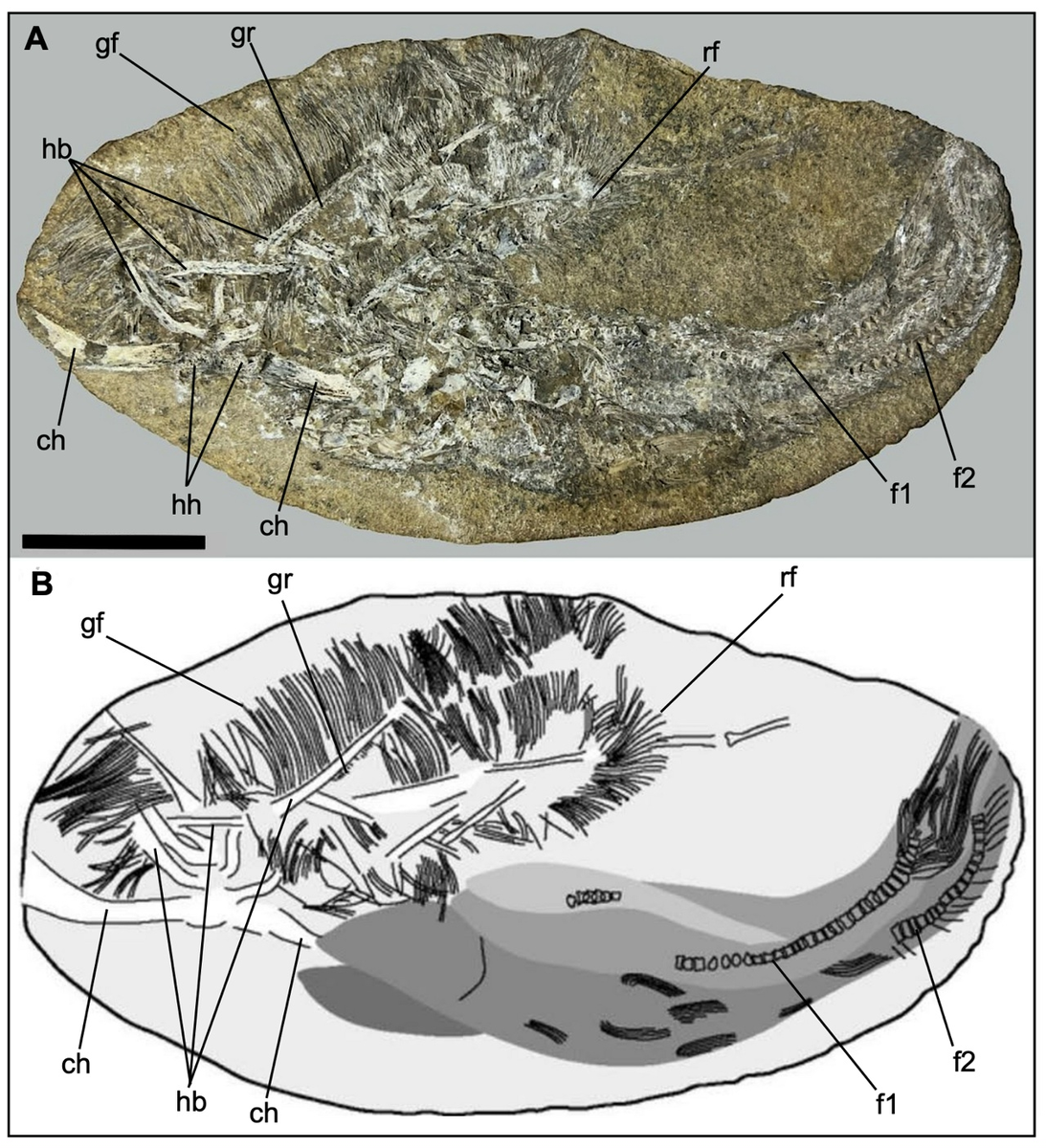 Окаменелости бакирибу