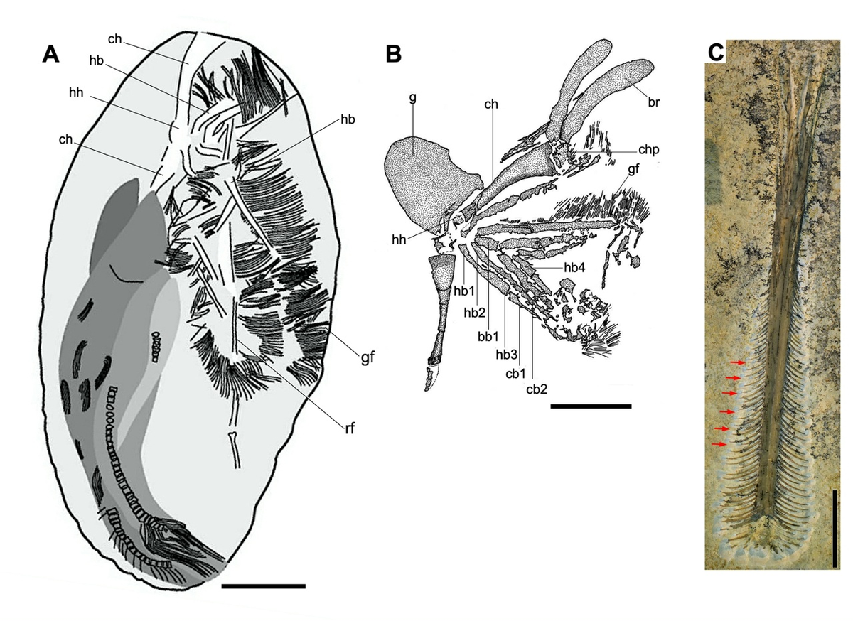 А - образец "бакирибу", В - жаберный аппарат амии, С - рострум ктенохазматида