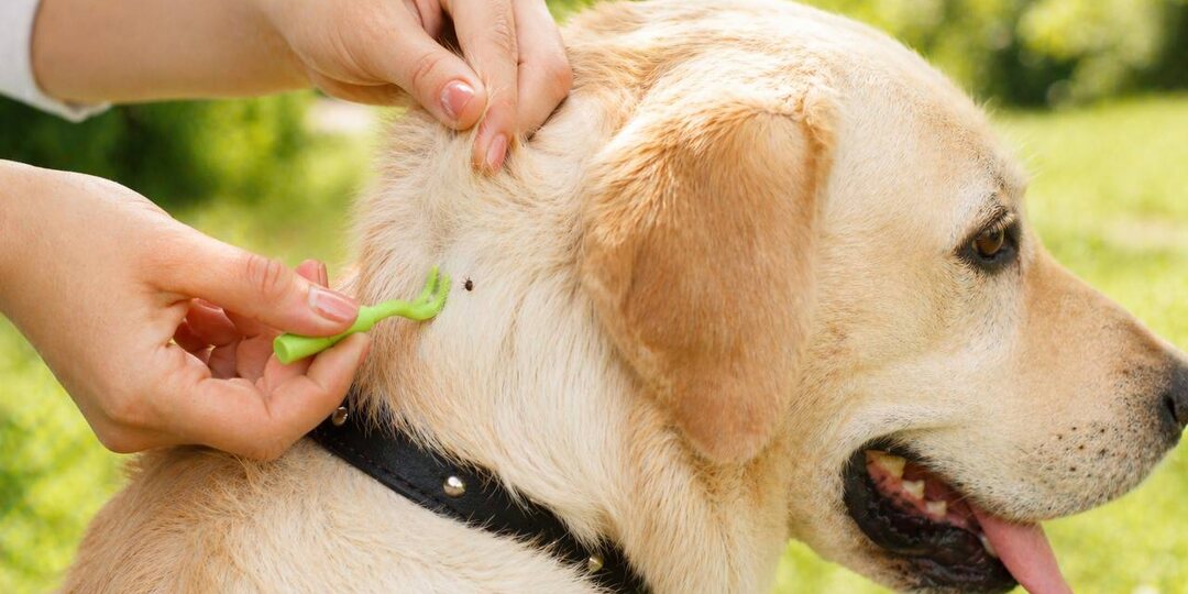 Клещи у собак: чем это опасно и как защитить питомца